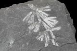 Fossil Horsetail (Sphenophyllum) - Pennsylvania #168361-1